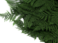 سرخس وود فرن تثبیت شده (wood fern)