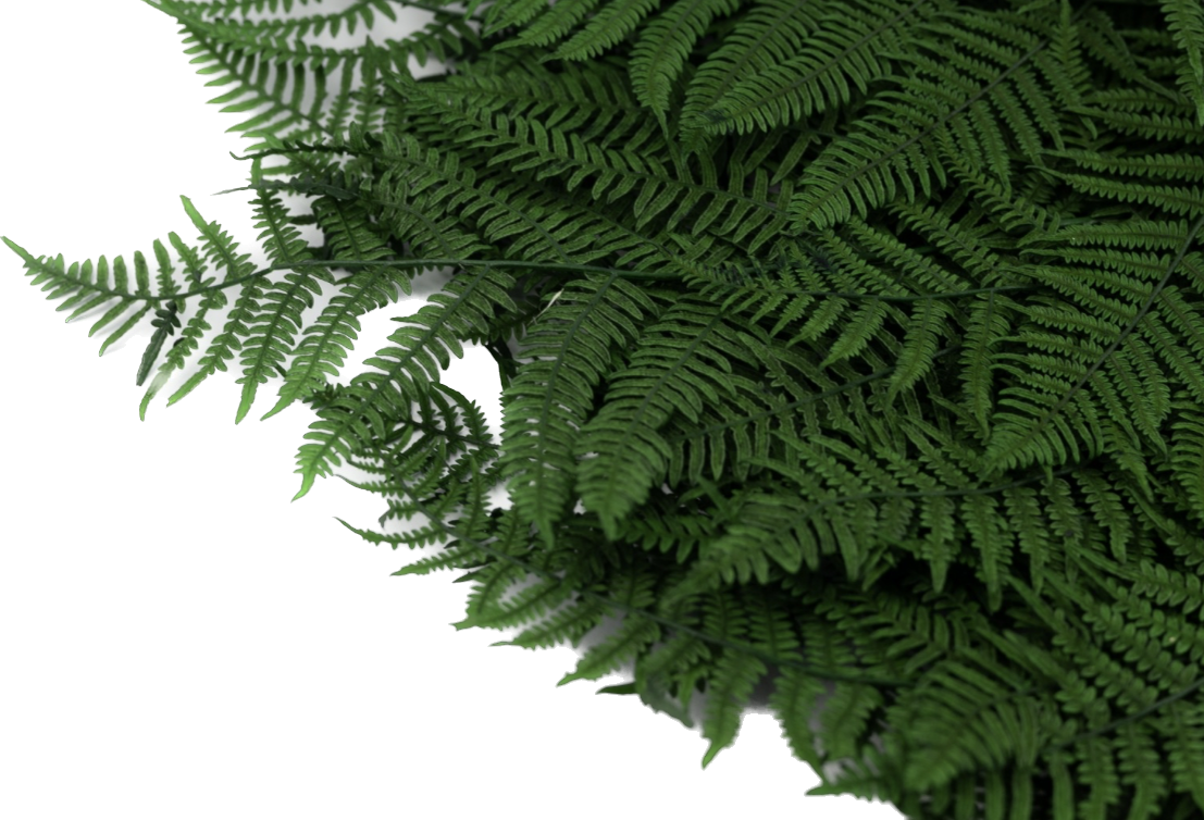 سرخس وود فرن تثبیت شده (wood fern) سرخس وود فرن تثبیت شده (wood fern)