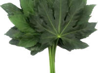 آرالیا تثبیت شده (Aralia)