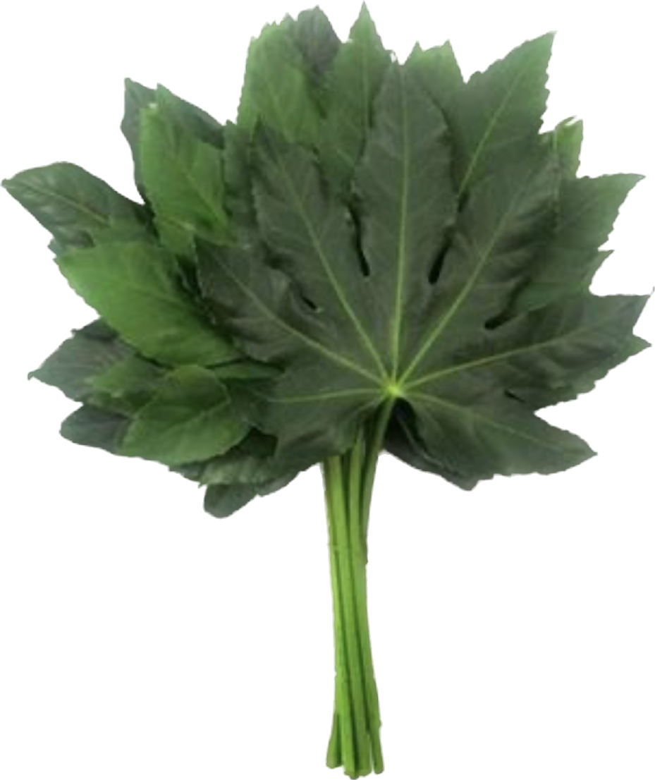 گیاه آرالیا تثبیت شده آرالیا تثبیت شده (Aralia)