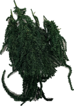آمارانتوس تثبیت شده (amaranthus)