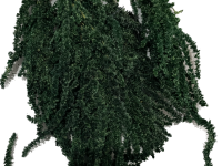 آمارانتوس تثبیت شده (amaranthus)