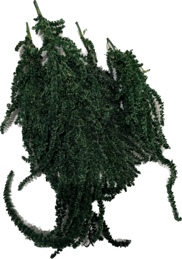 آمارانتوس تثبیت شده (amaranthus)