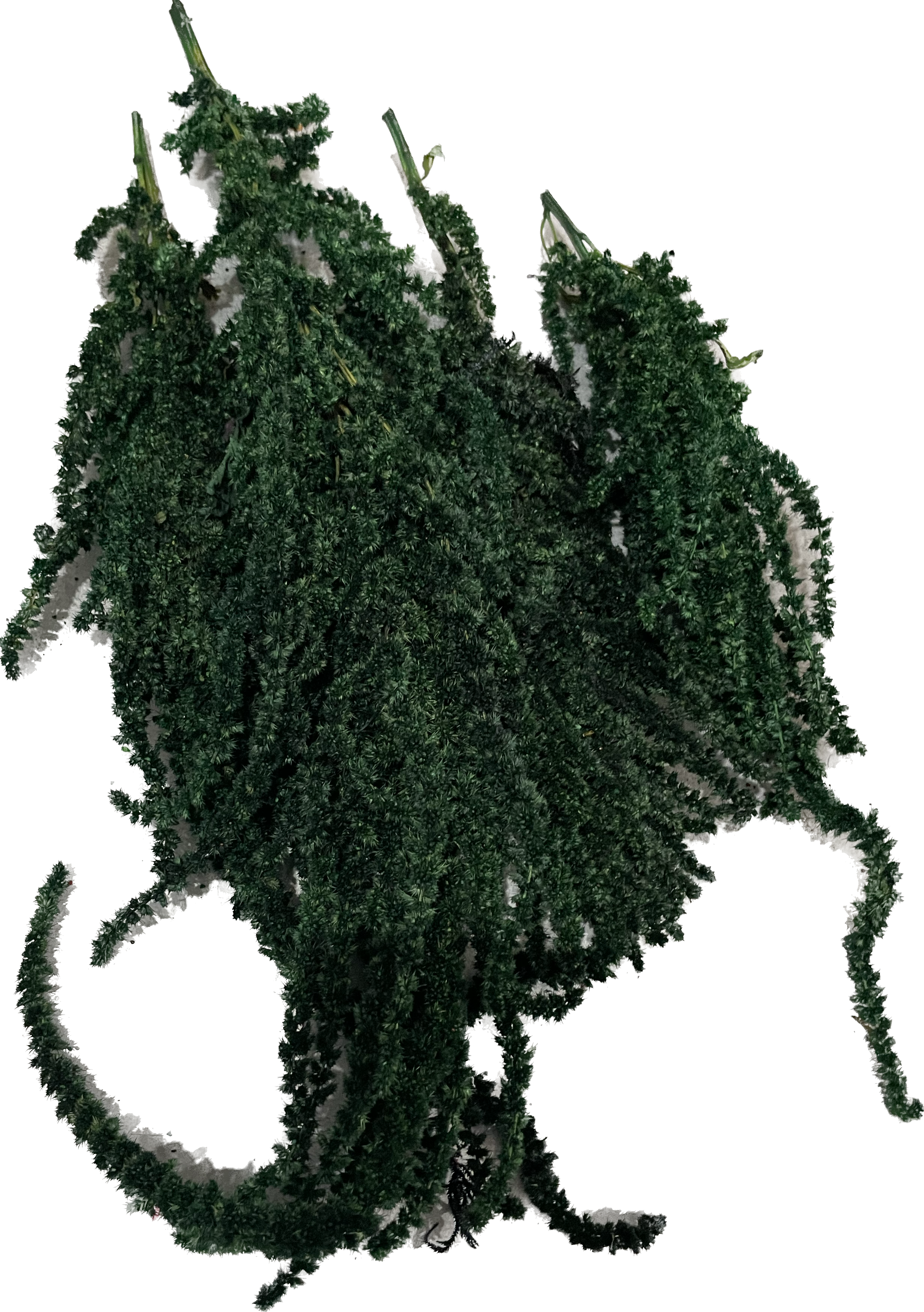 آمارانتوس تثبیت شده (amaranthus) آمارانتوس تثبیت شده (amaranthus)