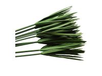 نخل مرداب تثبیت شده (cyprus)