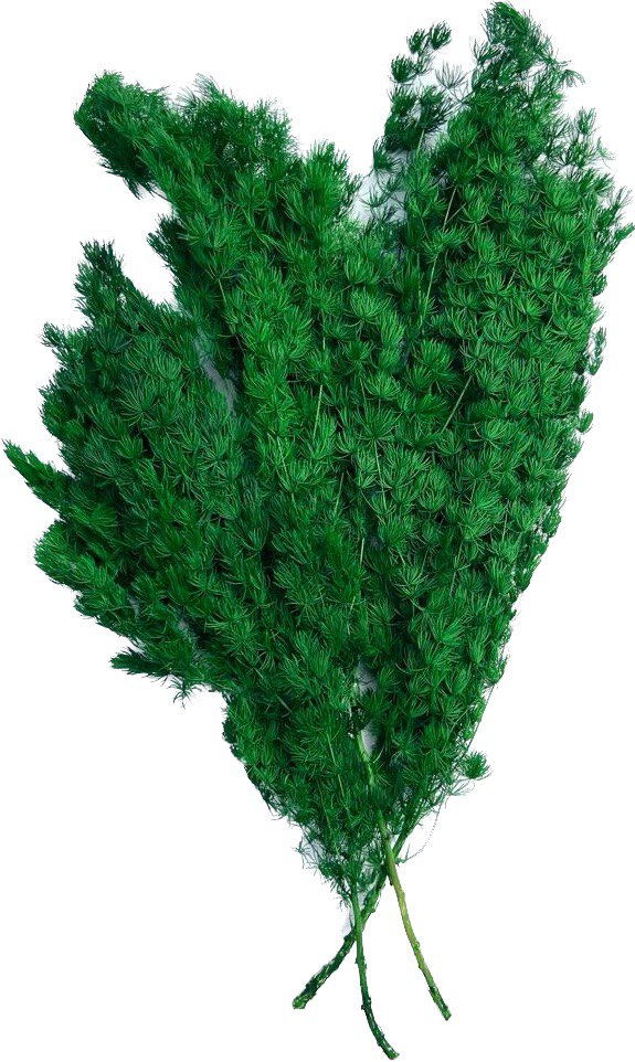 اسپاراگوس تثبیت شده (Asparagus)