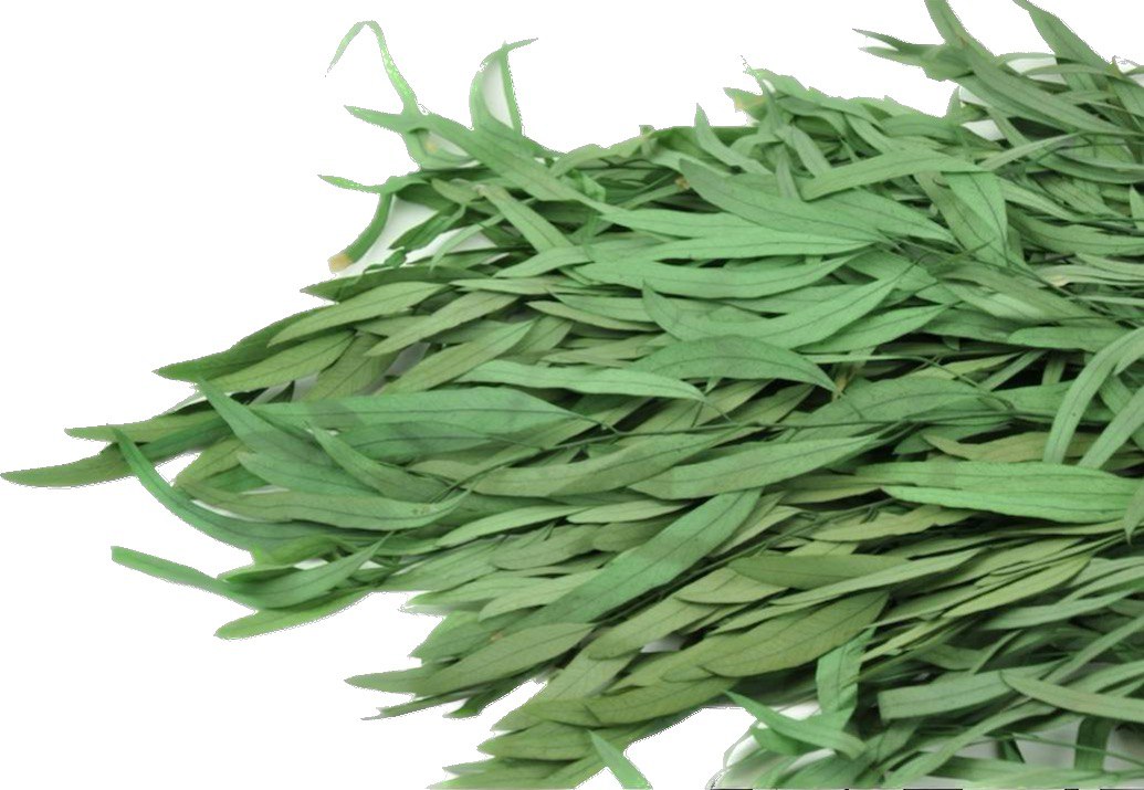 photo_2023-12-24_07-11-35 اوکالیپتوس تثبیت شده (eucalyptus)