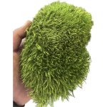 مود ماس تثبیت شده