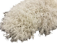 خزه تثبیت شده دیکسی ریندر سفید رنگ