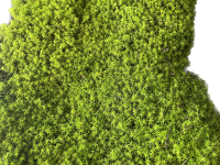 خزه تثبیت شده باربولا