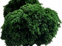خزه تثبیت شده نخل ( palm moss)