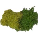خزه سایپرس تثبیت شده