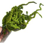 خرید گیاه تثبیت شده آمارانتوس اروپایی (European Amaranthus)
