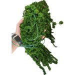 گیاه تثبیت شده آمارانتوس اروپایی (European Amaranthus)